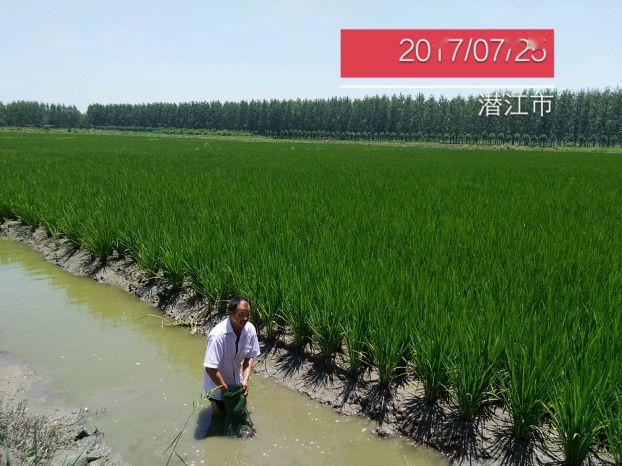 稻田种植技术与管理_稻田种植过程_稻田种植技术