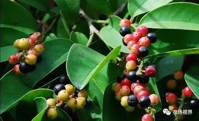 致富药材室内种植图片_致富药材室内种植视频_室内种植药材致富