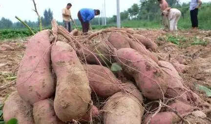 怎样种植红薯能够更香甜，还能大丰收？