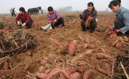 红薯尖怎么种植_红薯尖种苗_红薯尖叶菜种植技术