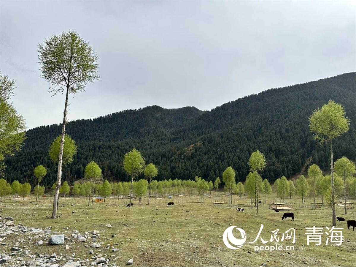 贵德县关加村：念好“致富经”走好“团结路”