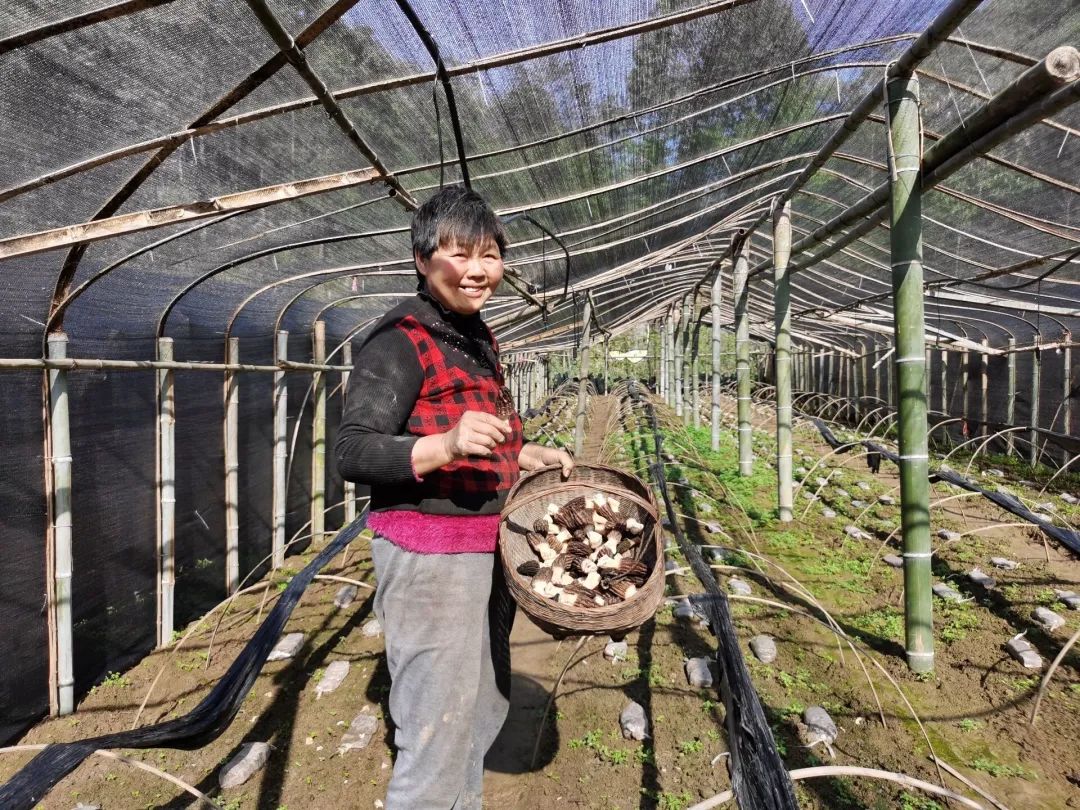 致富经食用菌_致富经食用菌种植_食用菌种植赚钱吗