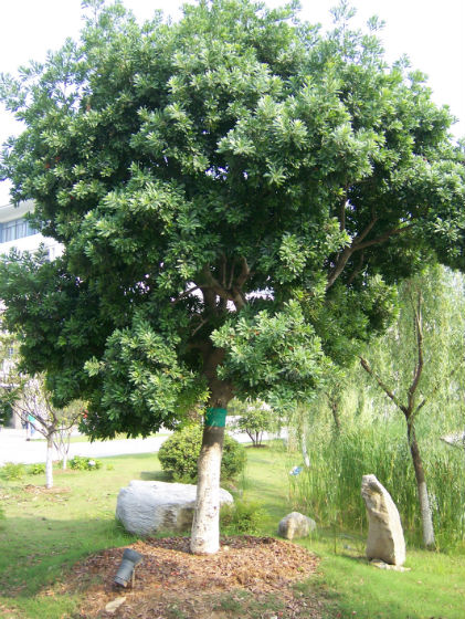 种植盆景苹果技术要点_盆景苹果怎么种植技术_种植盆景苹果技术视频