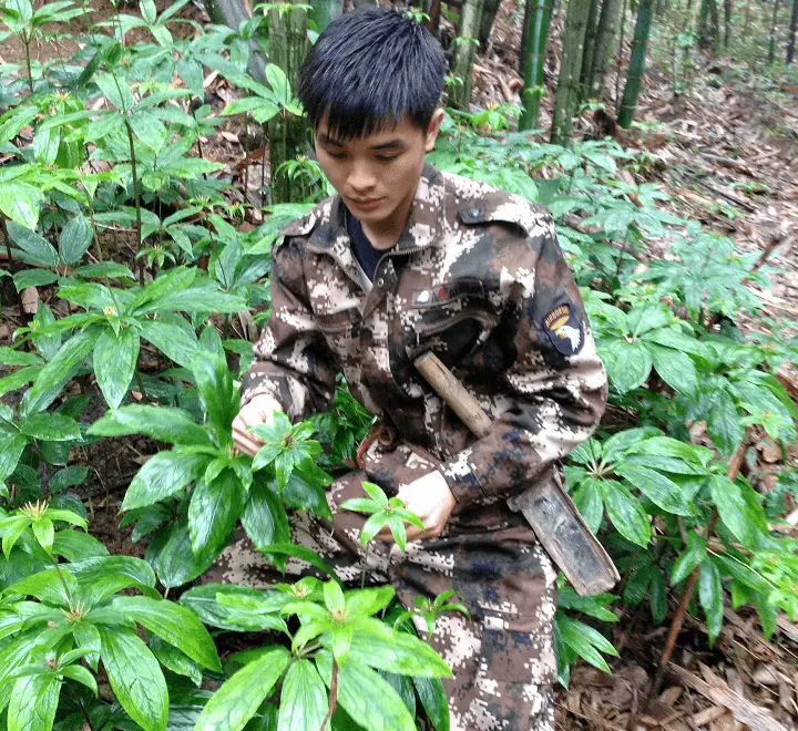 室内种植药材致富_室内种植药材最赚钱_致富药材室内种植图片