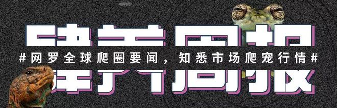 谁是最强国产蛇类之王？10款国蛇到底谁适合人工饲养？