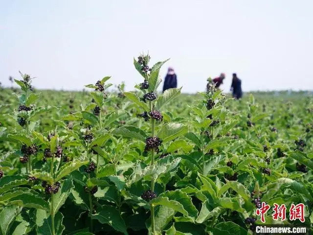 室内种植药材致富_室内种植药材最赚钱_致富药材室内种植视频