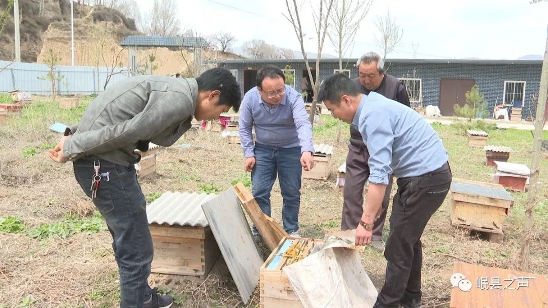 养殖中蜂技术_养蜂技术指导(四)_蜂的养殖技术