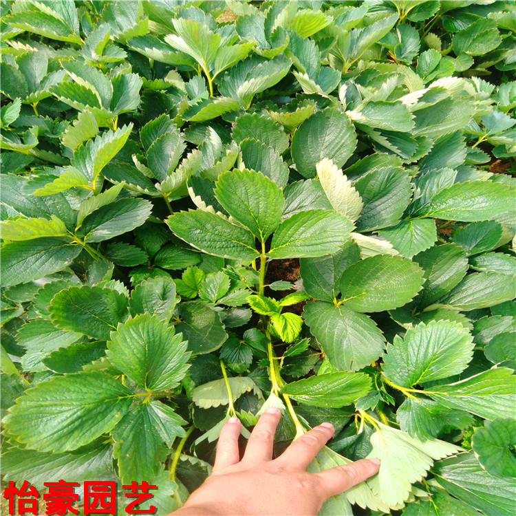 冬季种植草莓怎么样_冬季种植草莓技术_冬草莓种植技术