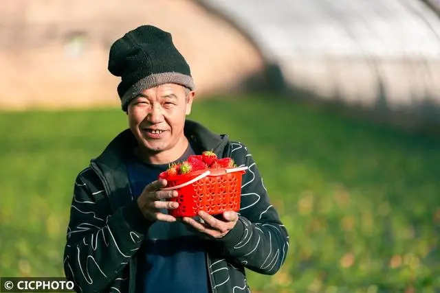 冬季种植草莓注意事项_冬草莓种植技术_冬季种植草莓怎么样