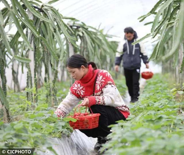 冬季种植草莓怎么样_冬季种植草莓注意事项_冬草莓种植技术