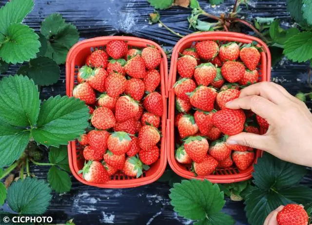 冬季种植草莓怎么样_冬季种植草莓注意事项_冬草莓种植技术