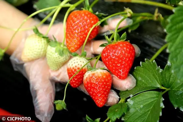 冬季种植草莓怎么样_冬草莓种植技术_冬季种植草莓注意事项