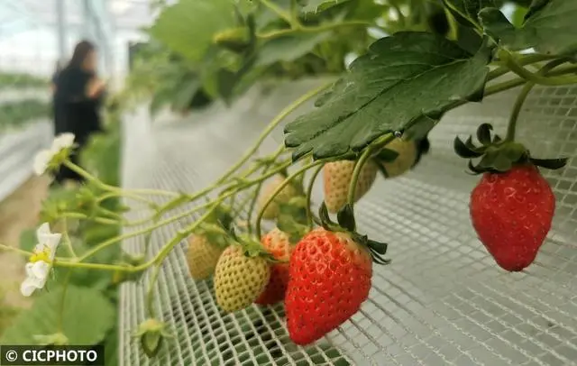 冬季种植草莓怎么样_冬草莓种植技术_冬季种植草莓注意事项