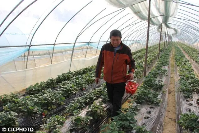 冬草莓种植技术_冬季种植草莓注意事项_冬季种植草莓怎么样