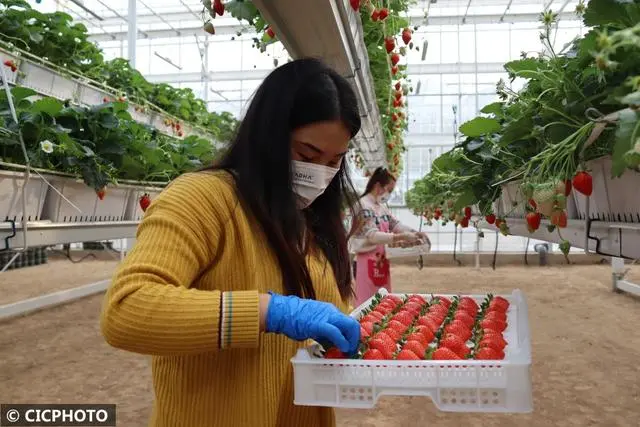 冬草莓种植技术_冬季种植草莓怎么样_冬季种植草莓注意事项