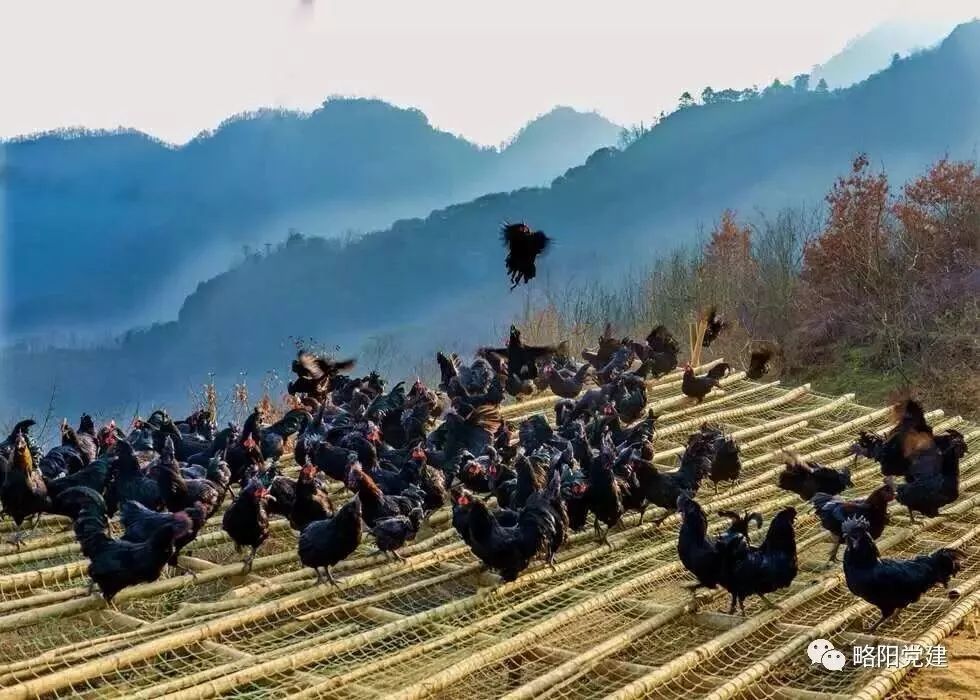 致富经养飞鸡视频_致富经飞鸡_致富经所有养鸡视频