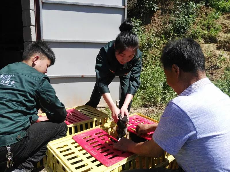 致富经养飞鸡视频_致富经飞鸡_致富经所有养鸡视频