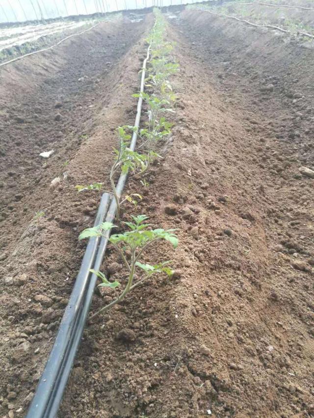 土壤种植重大突破和传统种植说再见 高垄双根系免耕种植法详解