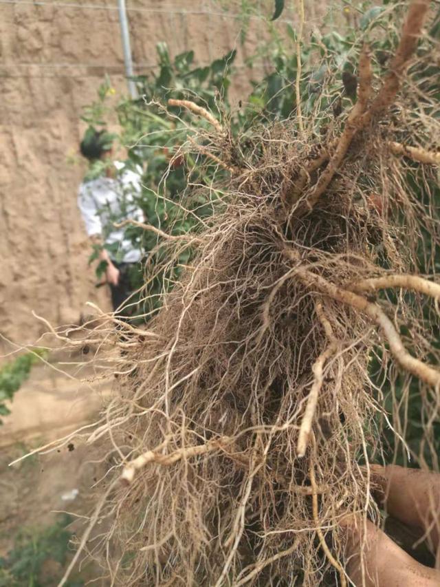 土壤种植重大突破和传统种植说再见 高垄双根系免耕种植法详解