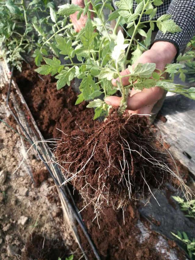 土壤种植重大突破和传统种植说再见 高垄双根系免耕种植法详解