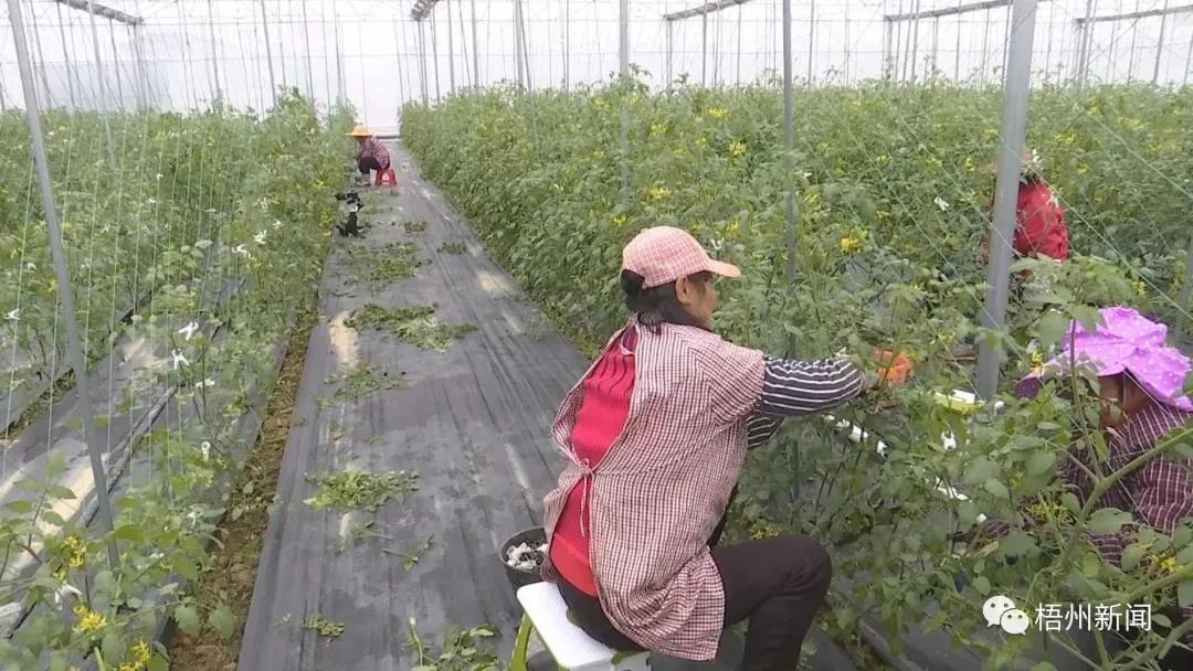 致富创业网搞种植水果_致富水果种植果园视频_水果种植致富果