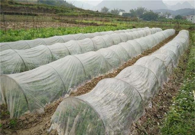 露天蔬菜种植技术网_露天蔬菜种植技术视频_蔬菜露天种植时间表