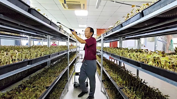 金线莲种植骗术_金线莲致富经_金线莲种植小心诈骗陷阱