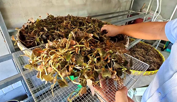 金线莲种植骗术_金线莲致富经_金线莲种植小心诈骗陷阱