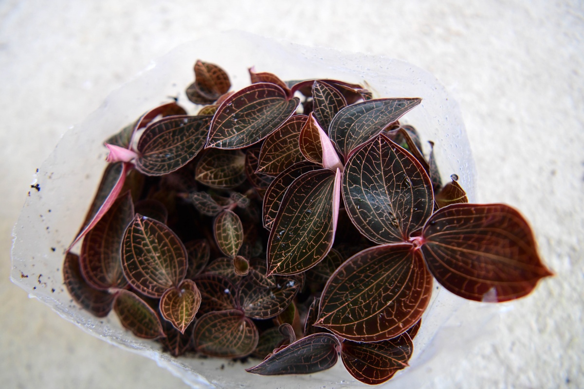 金线莲合作种植骗局_金线莲致富经_金线莲药材种植视频