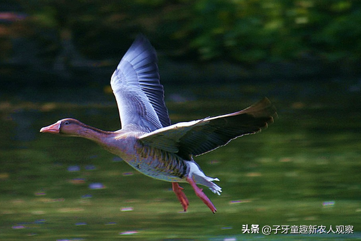 致富养殖大雁信息怎么写_大雁养殖致富信息_大雁养殖场