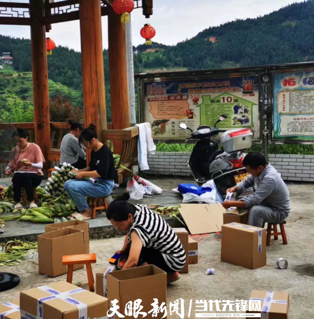 致富经魔芋种植技术视频_种植魔芋致富新闻_新闻致富种植魔芋是真的吗