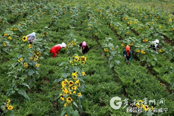 增收有“药” 致富有“道”，威宁大力发展中药材产业促农增收