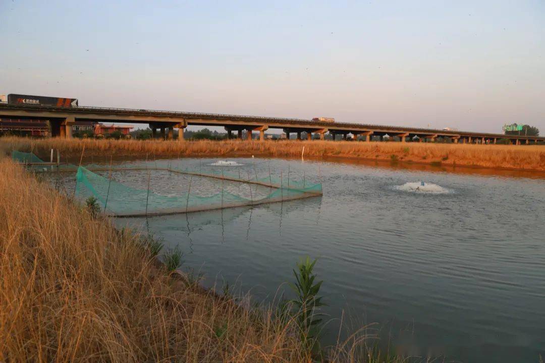 鳜鱼养殖调水技术_鳜鱼用什么调性_养殖调鳜鱼水技术视频教程