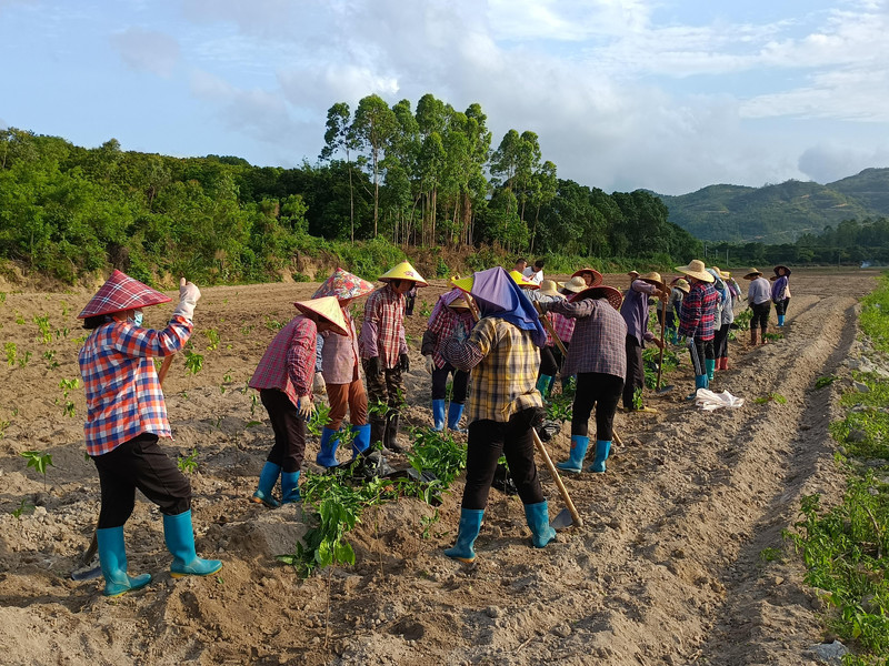 新洲镇百亩南药圃开种！带动村民增收助力乡村振兴