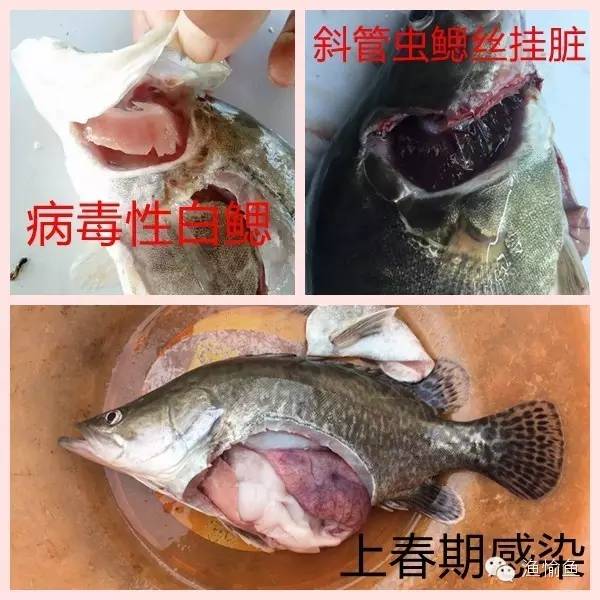 调鳜鱼用l还是ul调_鳜鱼养殖调水技术_鳜鱼用什么调