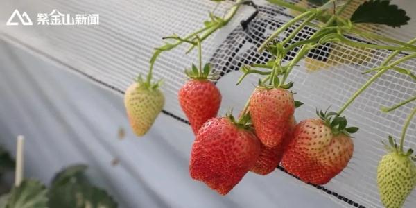 冬季种植草莓注意事项_冬季怎么种草莓种子_冬草莓种植技术