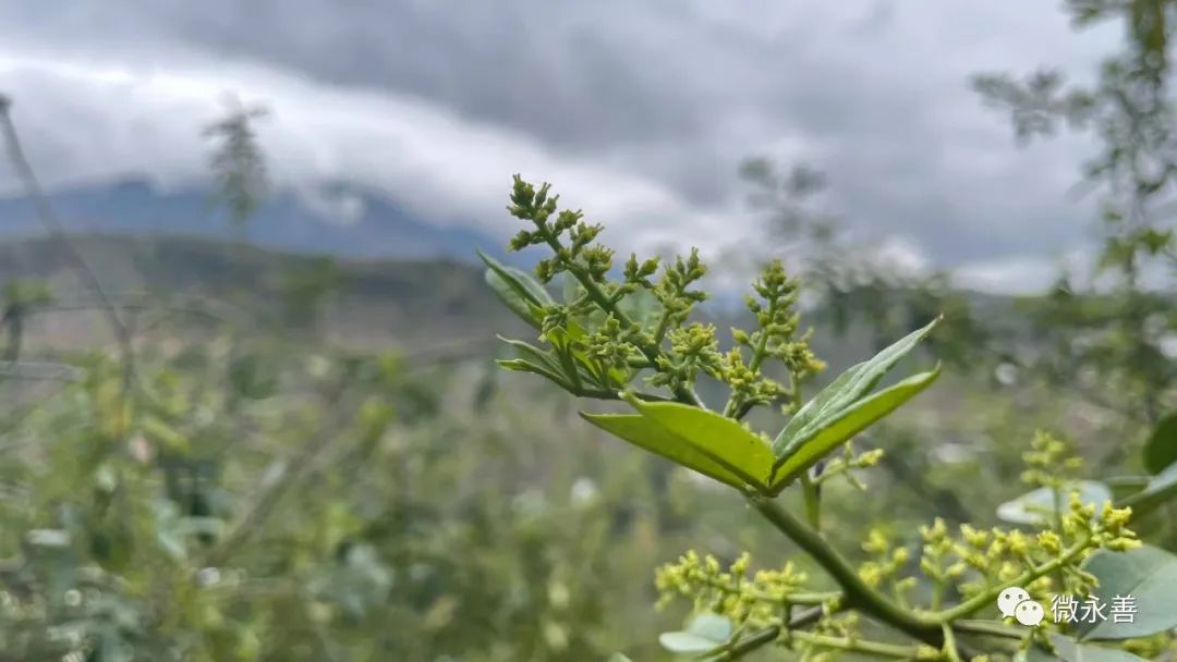 莲峰：花椒香天麻壮 致富有希望