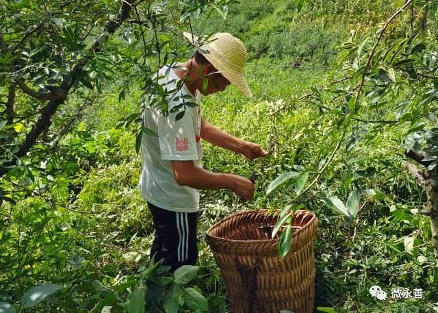 湖北宜昌天麻种_宜昌天麻种植致富_宜昌天麻之乡在哪里