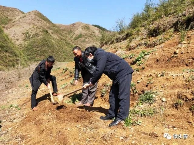 宜昌天麻种植致富_湖北宜昌天麻种_宜昌天麻之乡在哪里