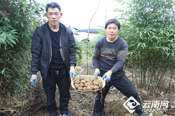 昭通绥江：“天麻兄弟”返乡创业闯出致富路