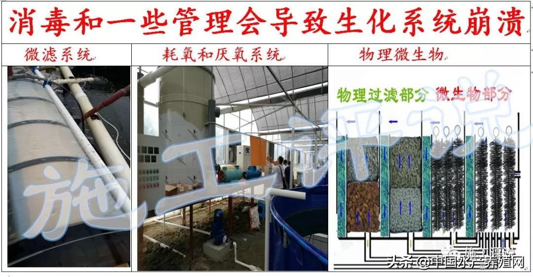 对虾室内养殖技术视频_室内养殖白对虾技术_室内养白对虾要投资多少钱