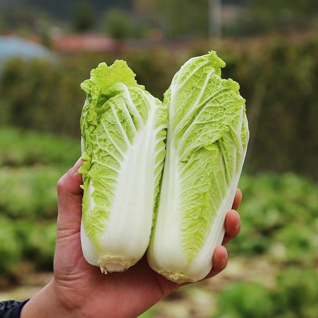 绿色食品娃娃菜（小白菜）生产技术规程