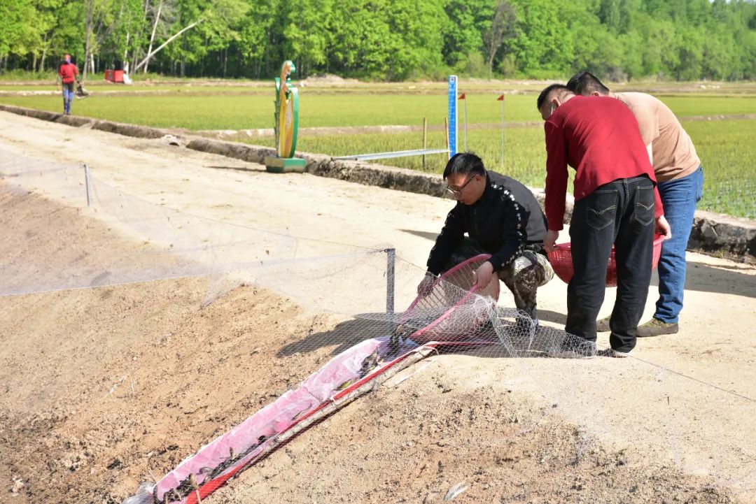 致富养殖泥鳅图片_泥鳅养殖致富吗_致富养殖泥鳅怎么样