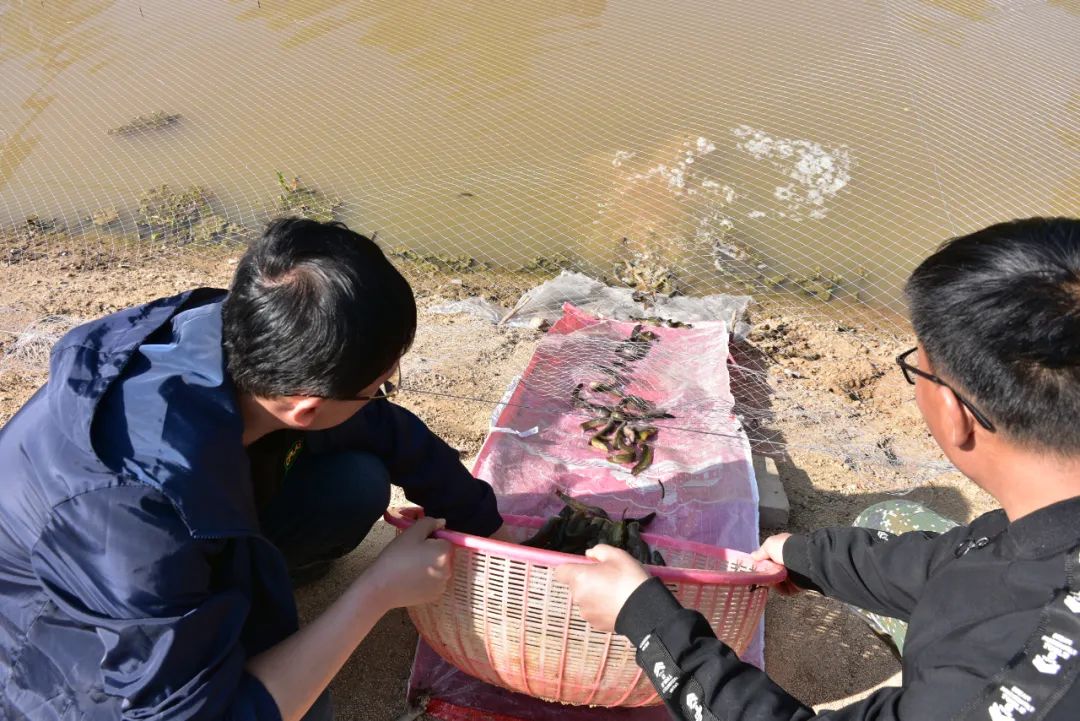 泥鳅养殖致富吗_致富养殖泥鳅图片_致富养殖泥鳅怎么样