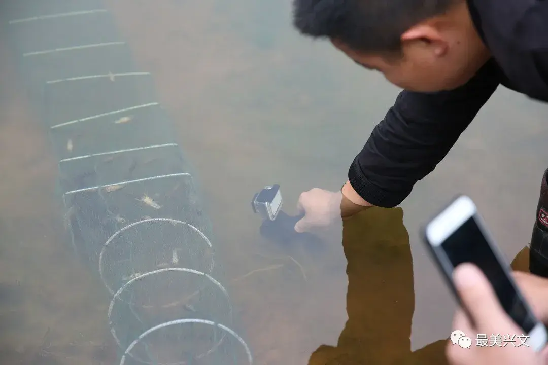 致富经养殖虾_致富经养殖虾视频直播_视频致富虾养殖直播