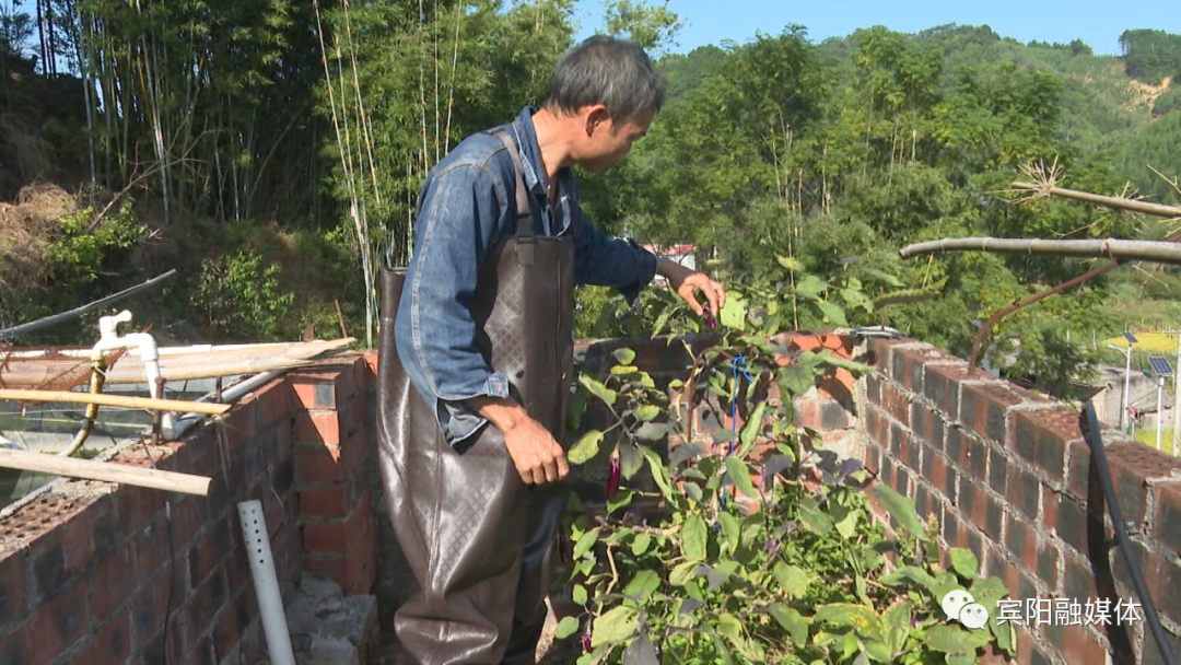 致富养殖楼顶可以种菜吗_楼顶养殖什么可以致富_楼顶养殖项目