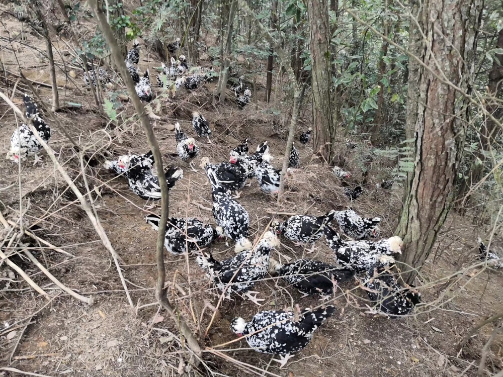 致富经贵妃鸡养殖视频_致富经贵妃鸡养殖视频全集_致富经贵妃鸡