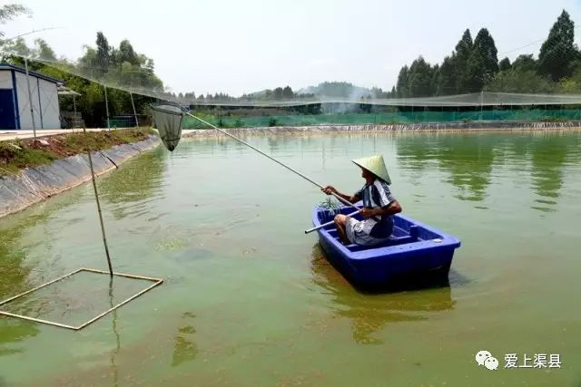 养殖泥鳅的利润如何_致富养殖泥鳅怎么样_泥鳅养殖致富吗