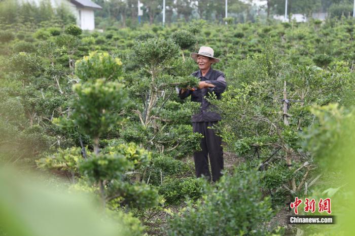 如何种植黄杨_种植黄杨致富方法_致富种植黄杨方法有哪些