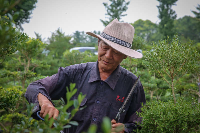 种植黄杨致富方法_致富种植黄杨方法图片_如何种植黄杨